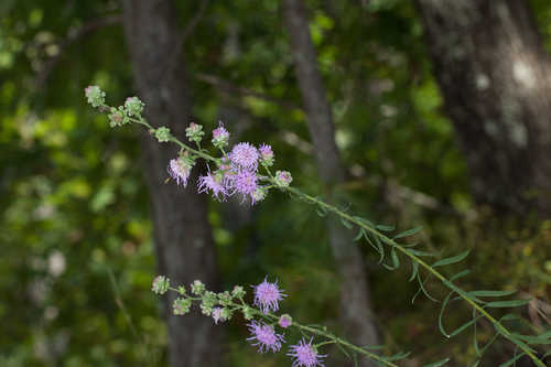 Liatris aspera #4